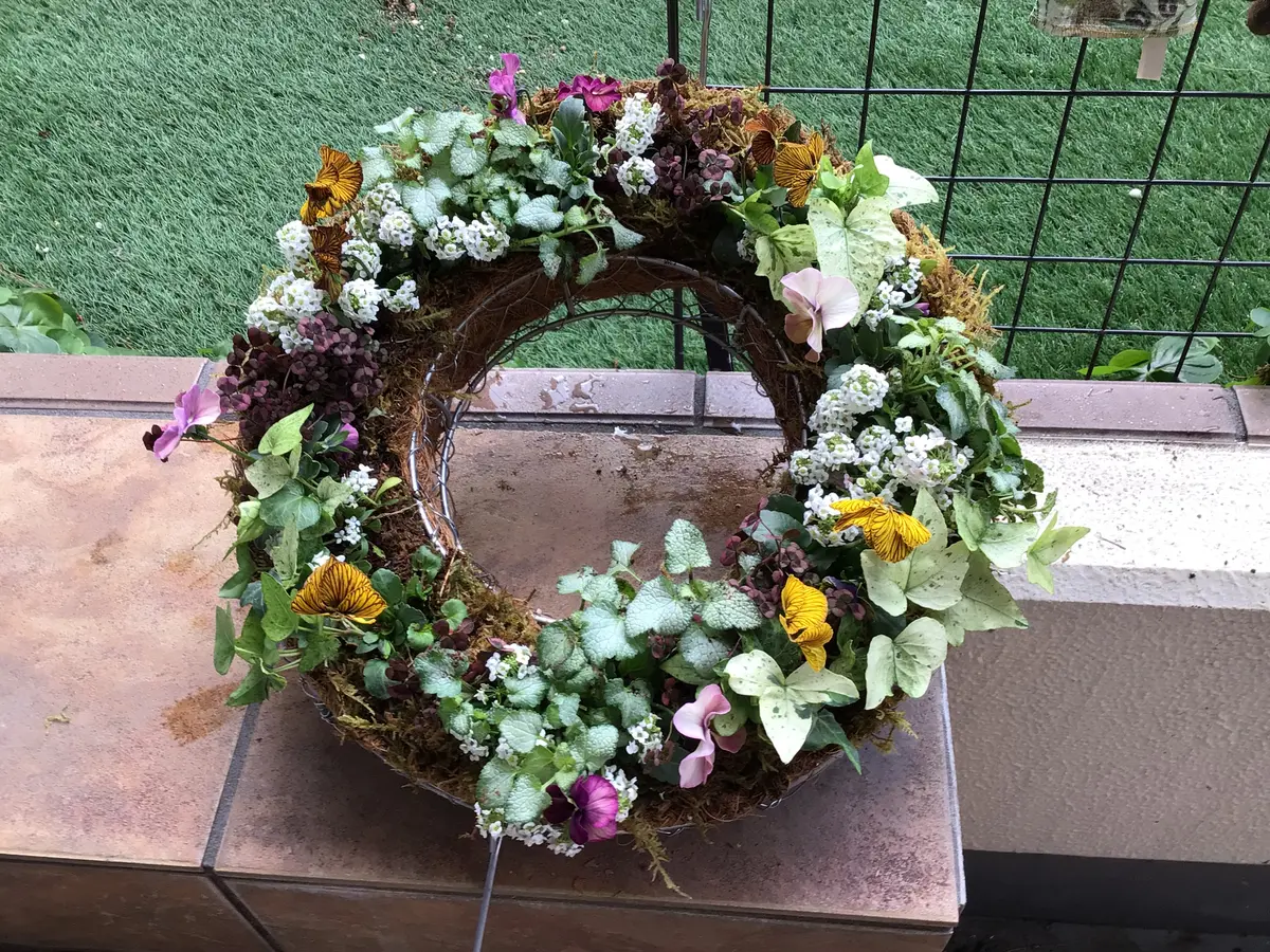 値引きする ビオラのリース寄せ植え「寄せ植え」のアルバム-みんなの趣味の フラワー・ガーデニング