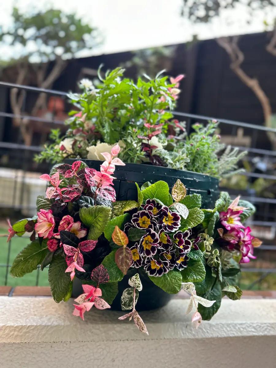 ハンギングバスケット ウォールジョイ「寄せ植え」のアルバム