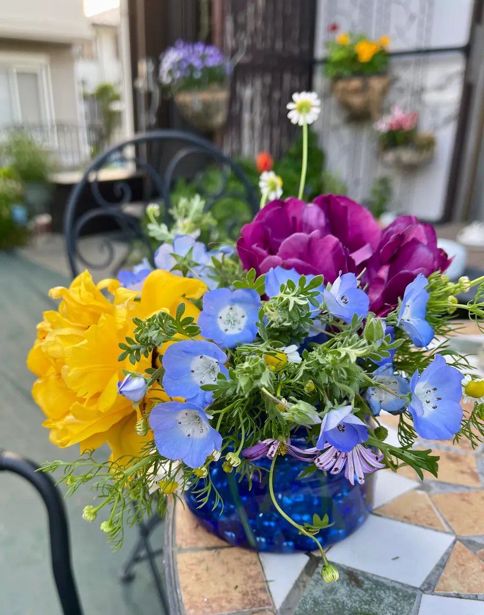 バラ咲きチューリップ ネモフィラ カ「テーブルフラワー