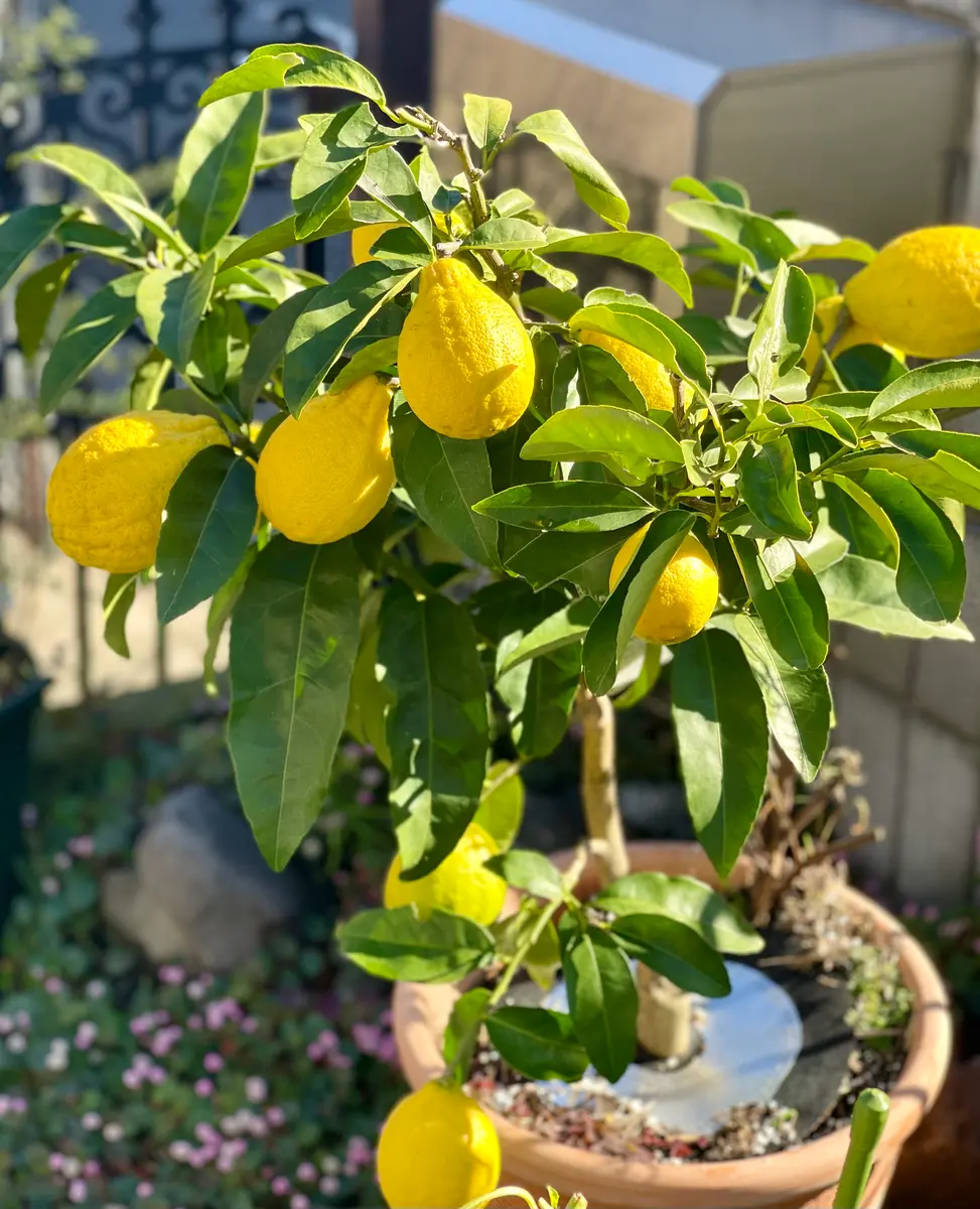 11月末、植えてから4年目のレモン🍋璃の「野菜や果実」のアルバム