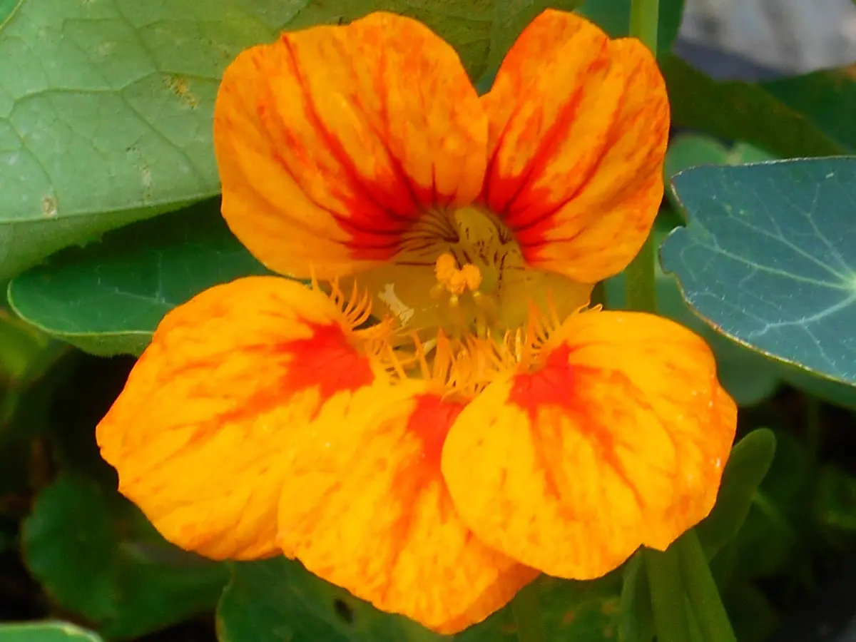 鮮やか金蓮花（ナスタチウム）の花♪「日本の四季を彩る花ばな」の