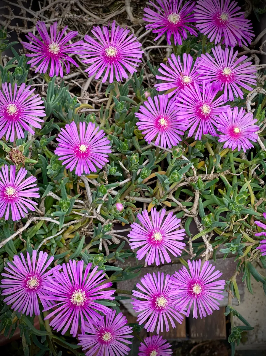 マツバギク（松葉菊）の写真-みんなの趣味の園芸2189107