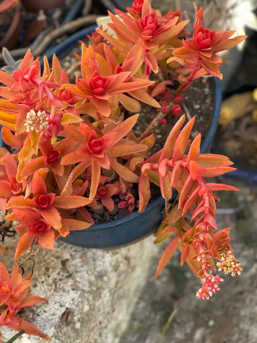 1月18日 ヒマツリに白い花が咲きました「多肉植物」のアルバム