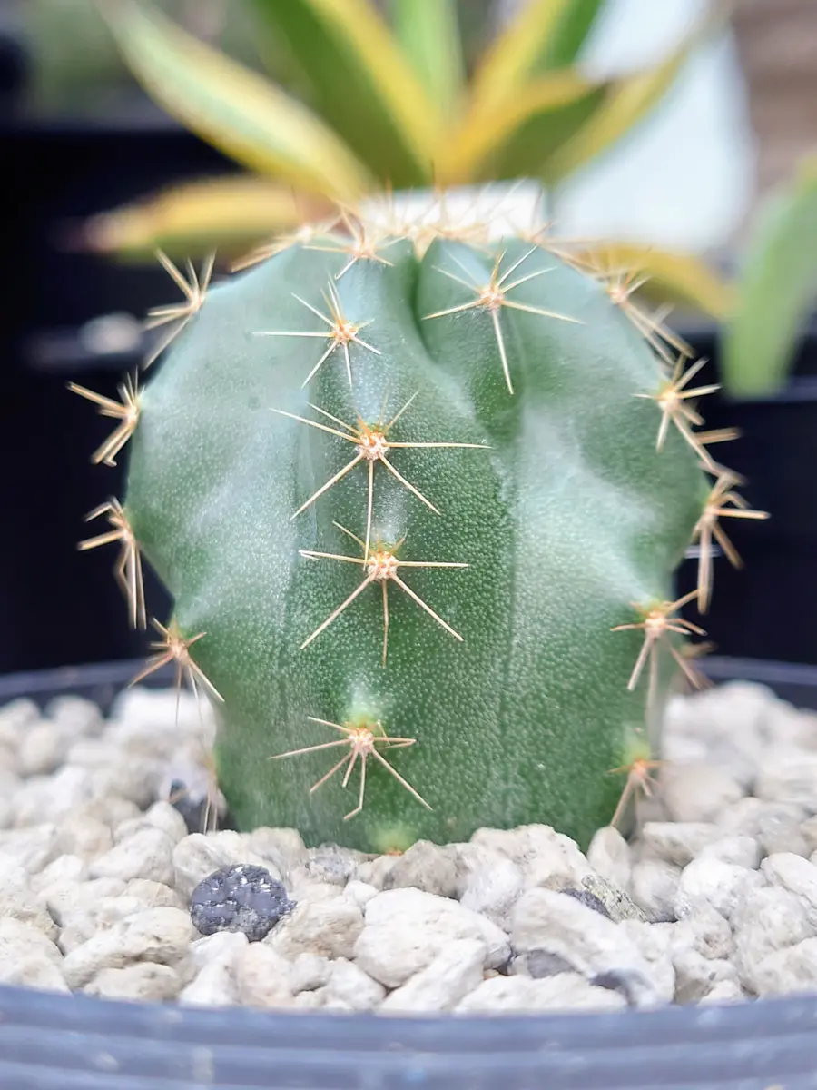 ドンと一点もの！ エキノケレウス エビサボテン 土植え サボテン