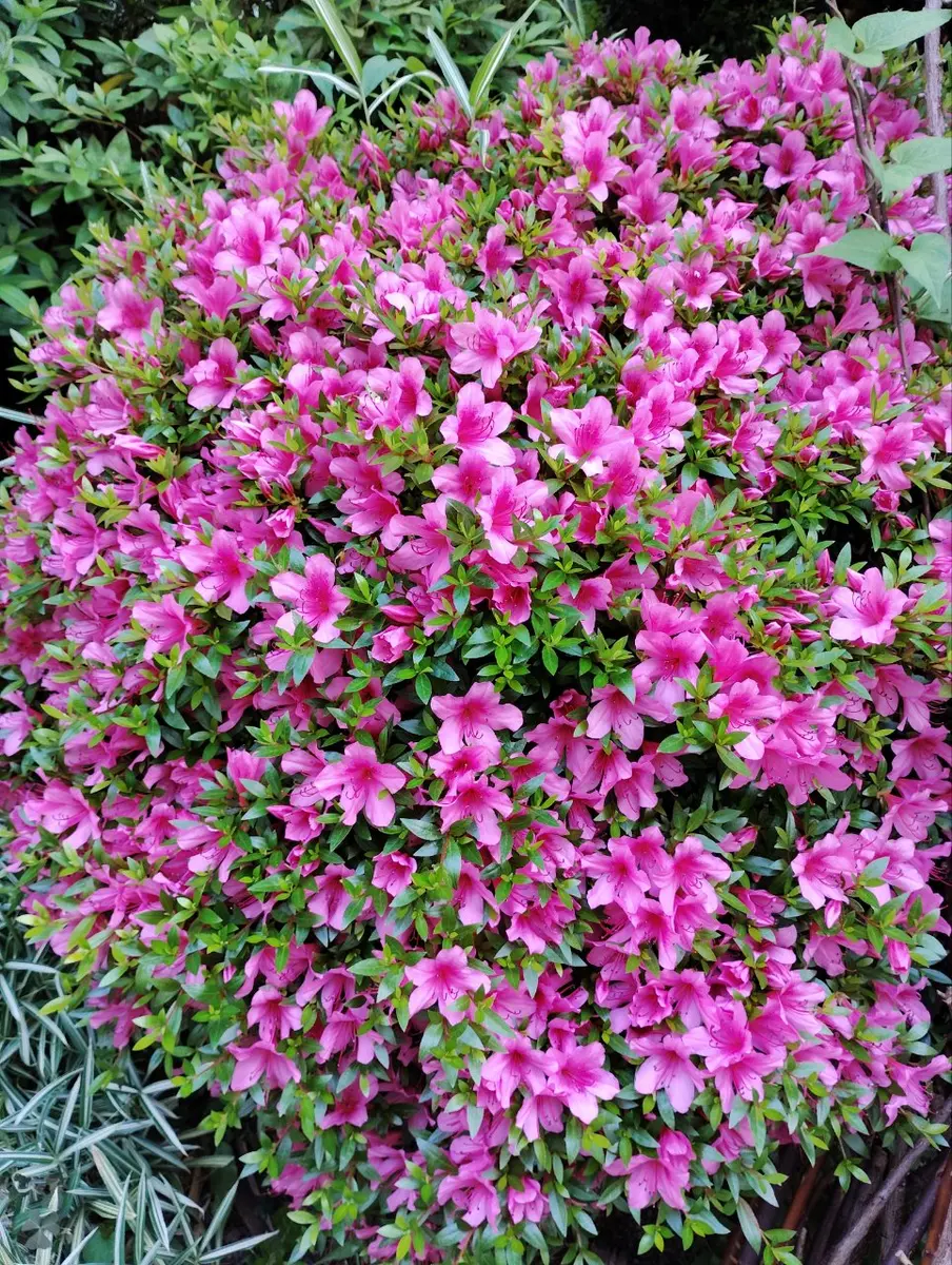 サツキツツジ 跡見群芳譜(樹木譜 サツキツツジ)