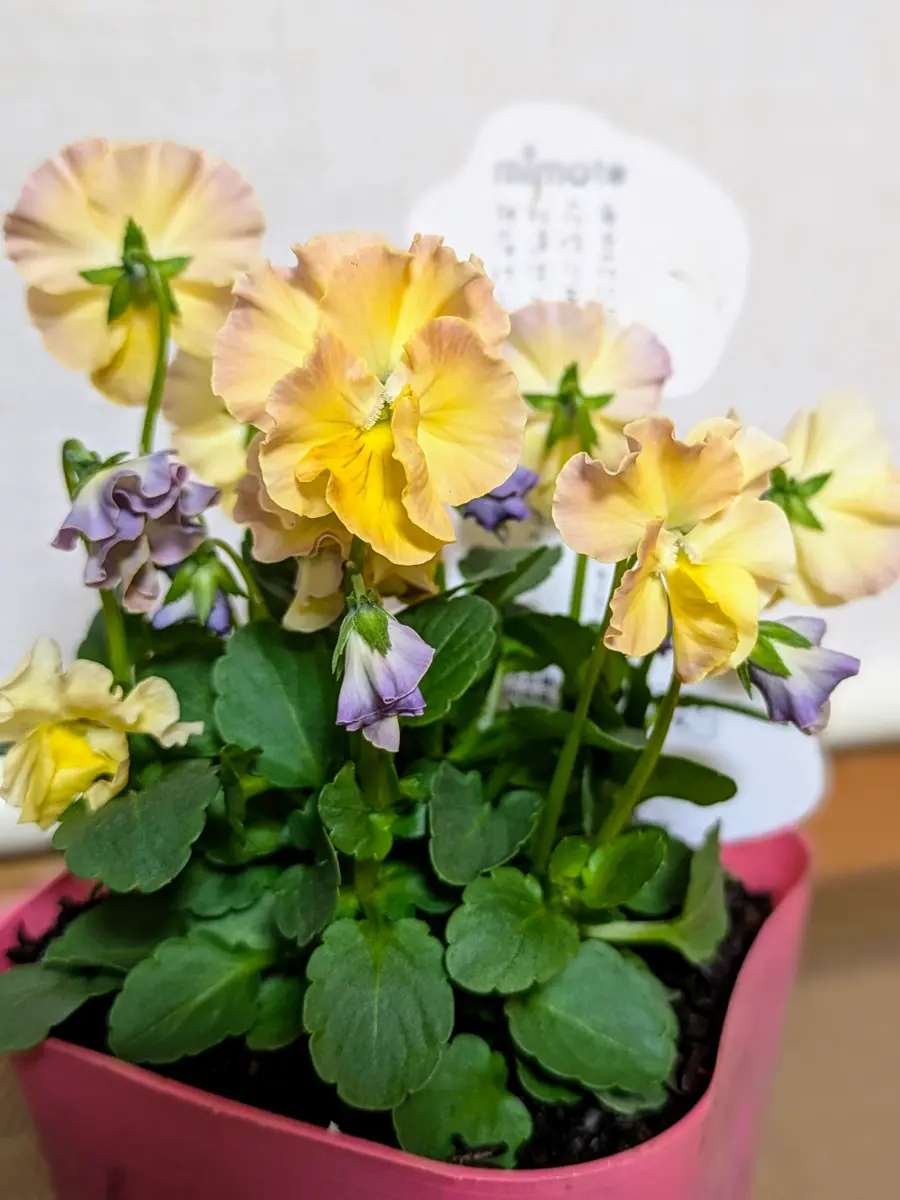 【本物新品保証】 トミーの庭 レモンムースまさかトミー「見元ビオラ」の 花