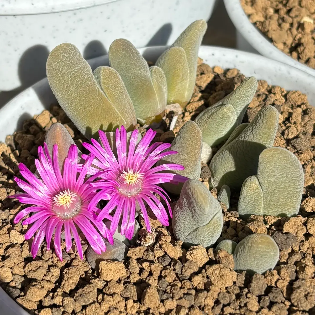 多肉植物 花サボテン カキコ 【公式通販】