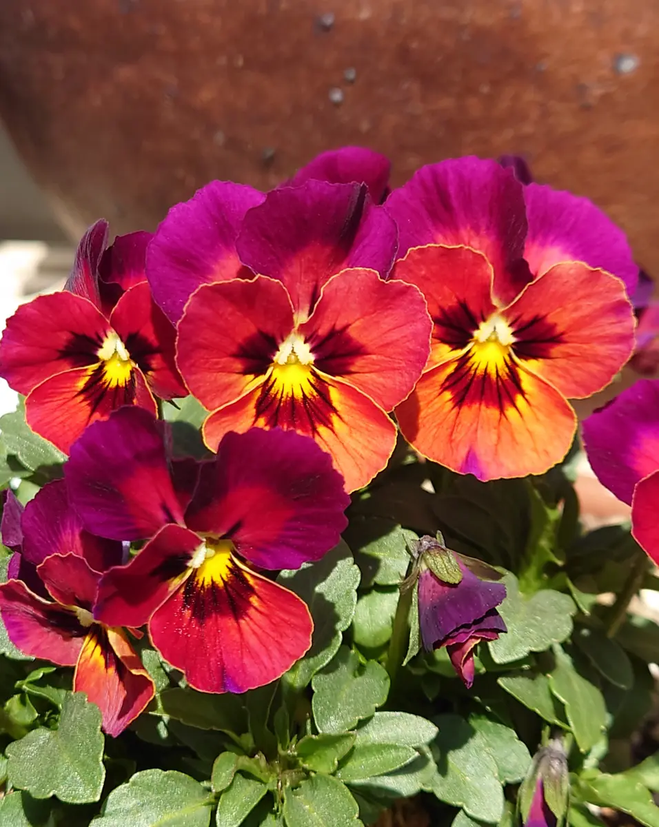 パンジー・ビオラセット トルニー（2苗アソートセット） - 【見元園芸