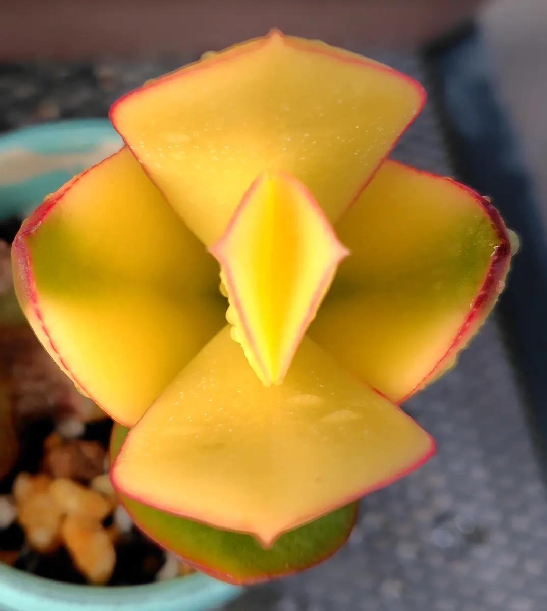 クラッスラ花月錦葉挿しをしたら、きれ「多肉植物」のアルバム