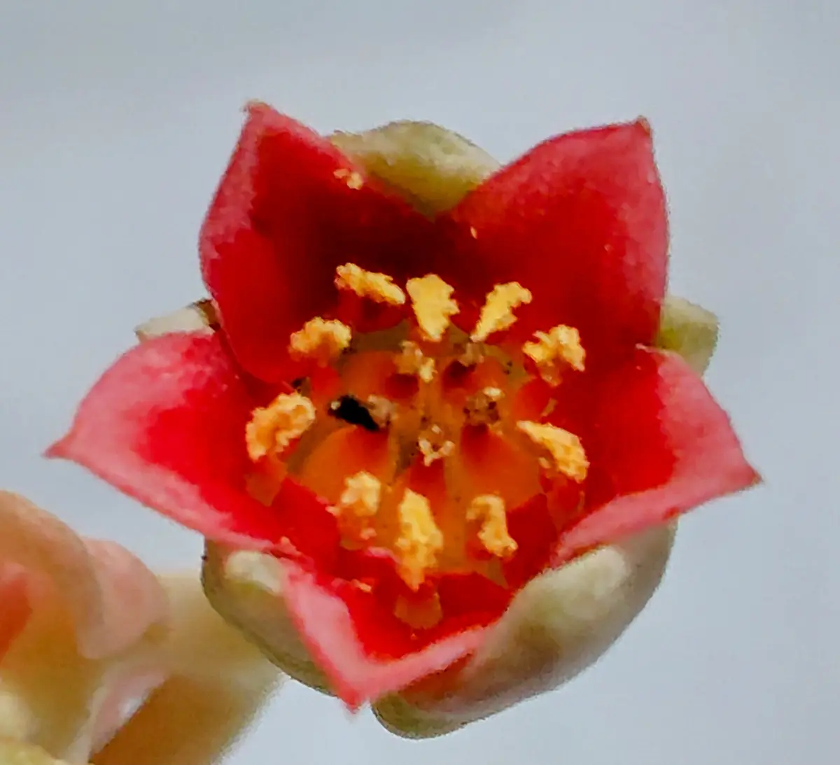 パキフィツム紫美人の花蕾を切ったあと「多肉植物」のアルバム