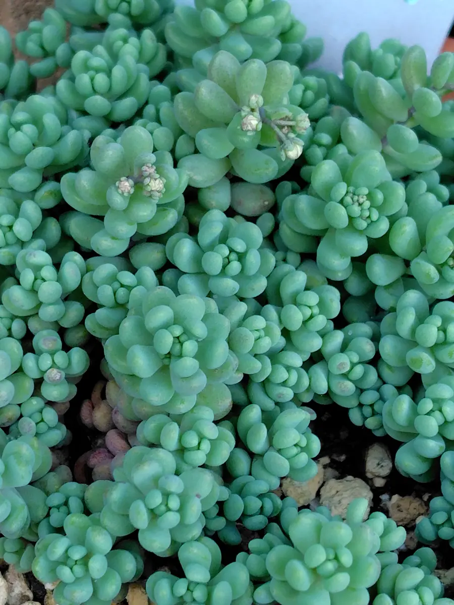 多肉植物　セダム　ダシフィルム50カット&プロリフィカ×姫秀麗8カット 多肉植物 セダム ダシフィルム50カット&プロリフィカ×姫秀麗8カット