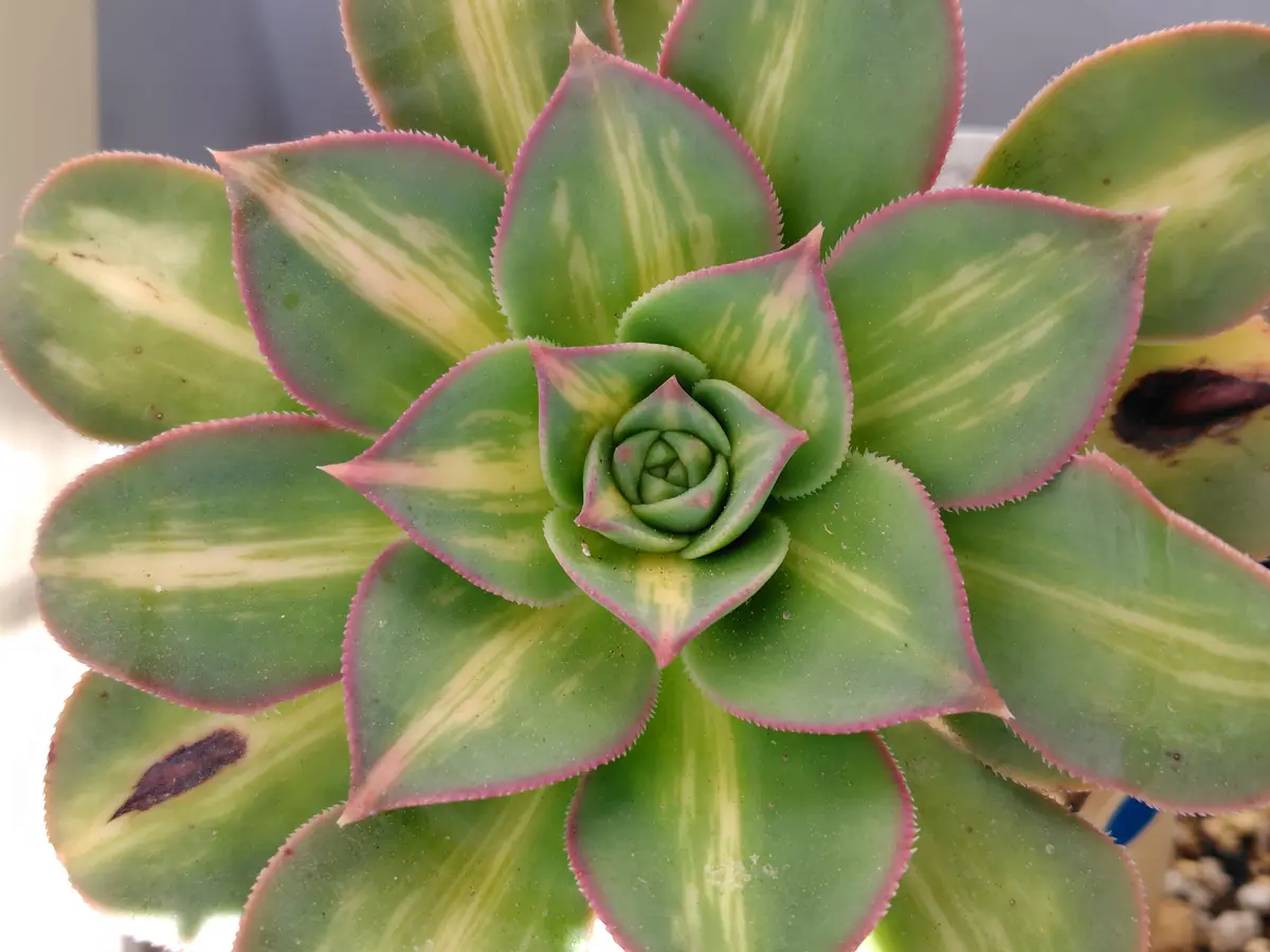 多肉植物　アエオニウム　ムーンバースト 綴化　② 多肉植物 アエオニウム ムーンバースト 綴化 ② アエオニウム サン