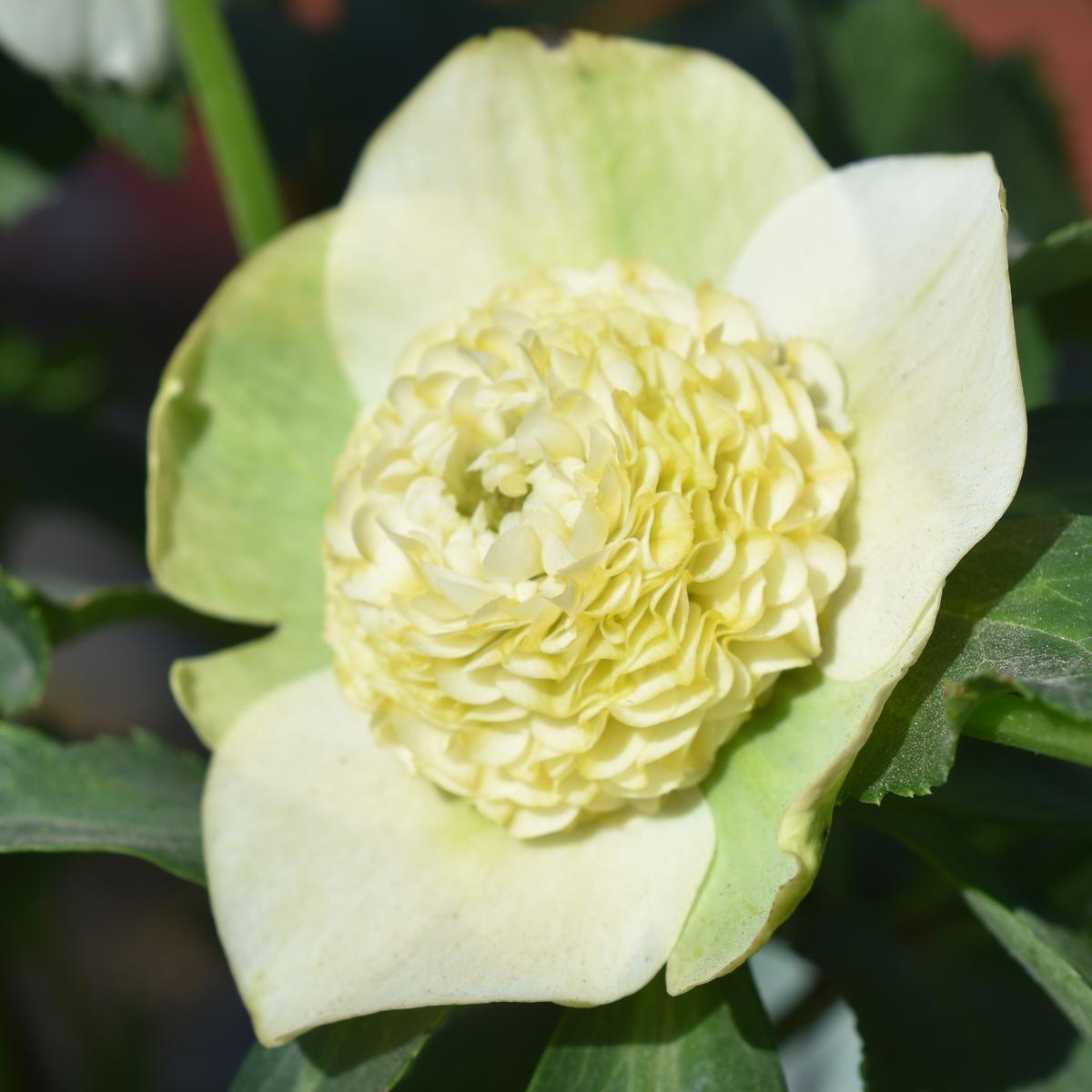 モーリーメビウスSDの多弁ネクタリーで...「加藤さんちのクリスマス 