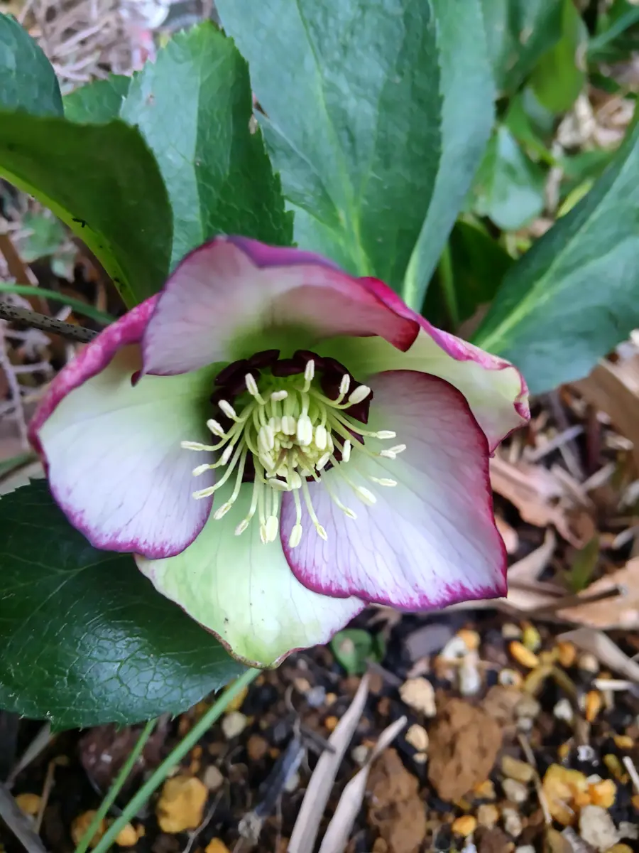 クリスマスローズ dd バイカラー ベイン 宿根草 苗 鉢 バラ 春カラー