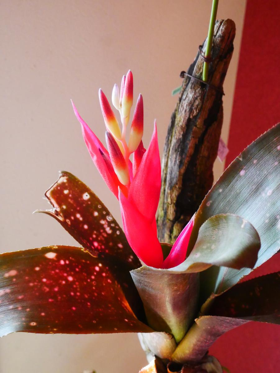 ビルベルギア タンクブロメリア 花 植物 タンクブロメリア 