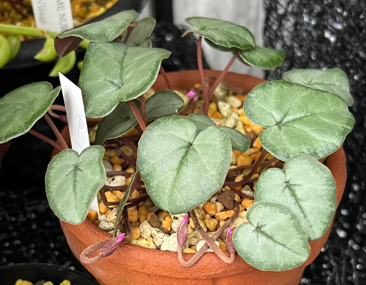 コウム タイルバーングラハム「原種シクラメン2024〜2023冬」の