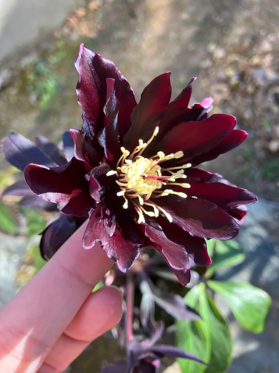 クリスマスローズ 『ブラックマジック「お庭の花たち」の