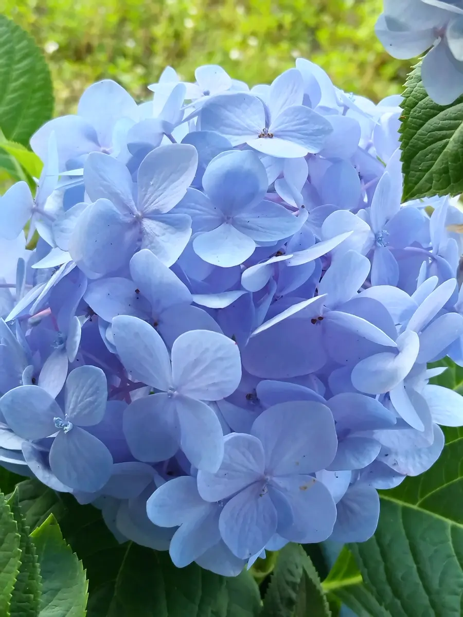 🔹紫陽花☔️🔹🔹パステルカラーの、涼「これぞアジサイの神秘」の