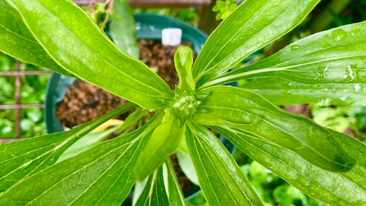 エキナセアは挿し芽で増やせます！？㊗「俺の庭2024」のアルバム