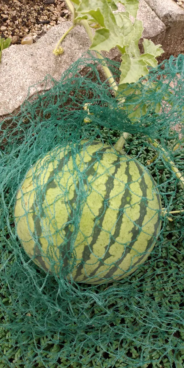 スイカ🍉只今直径約12cm✨畑から庭には「2024PowerofFlowers」の