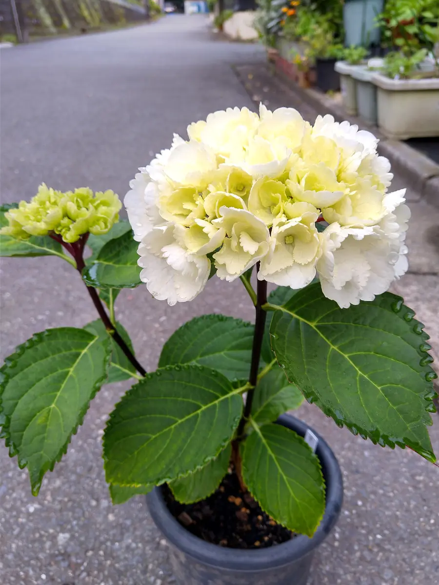 は*^様 【訳あり品】 育成用株 アジサイ 4寸2種20