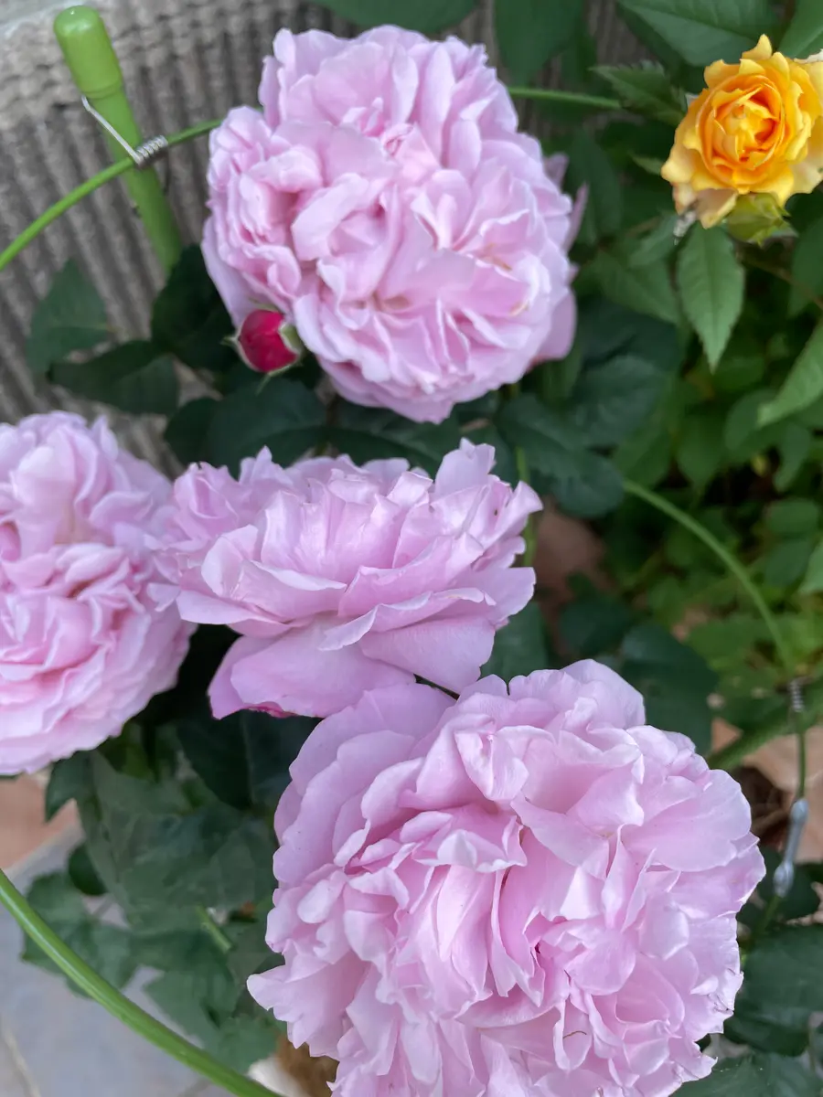 バラ サントノーレ素敵な色の薔薇を「庭の草花 2024」のアルバム