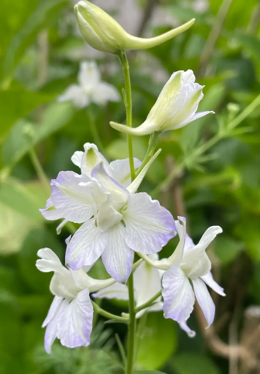 チドリソウ白い千鳥草が咲きましたよ「庭の草花 2024」の
