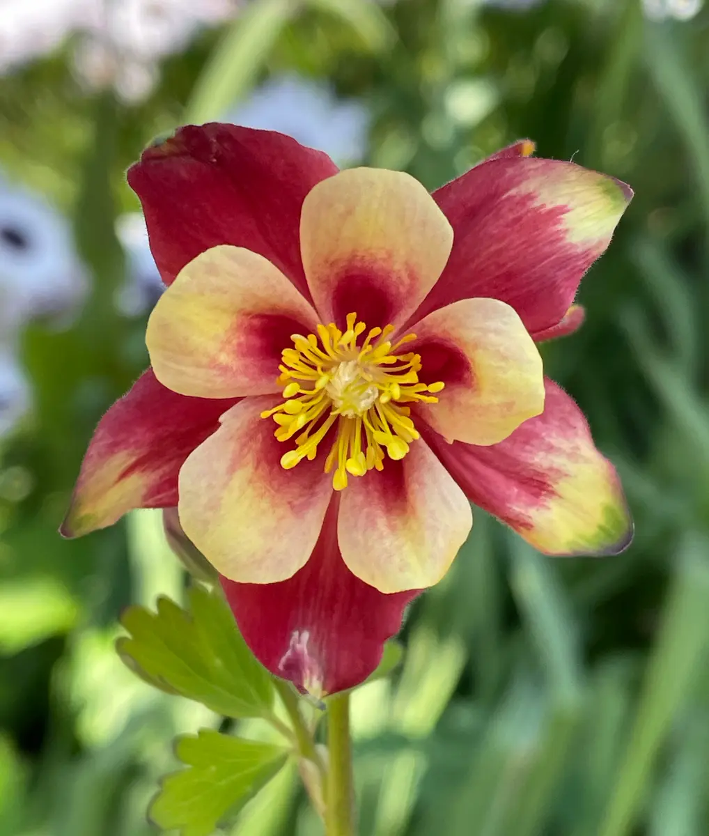 オダマキ種をまきました西洋オダマキ「庭の草花 2024」のアルバム