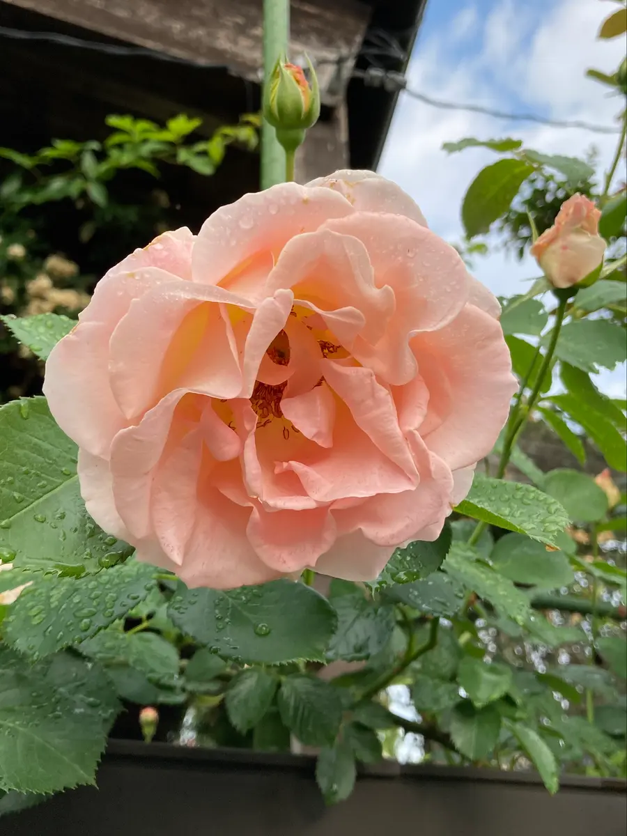 ロココは優しいオレンジ色「癒しの薔薇'24」のアルバム-みんなの趣味の