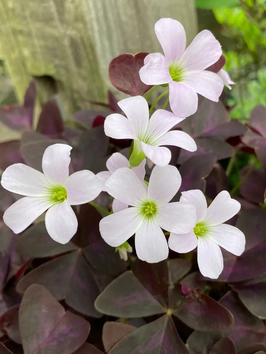 オキザリス・トライアングラリス「植物の魅力'24」のアルバム-みんなの