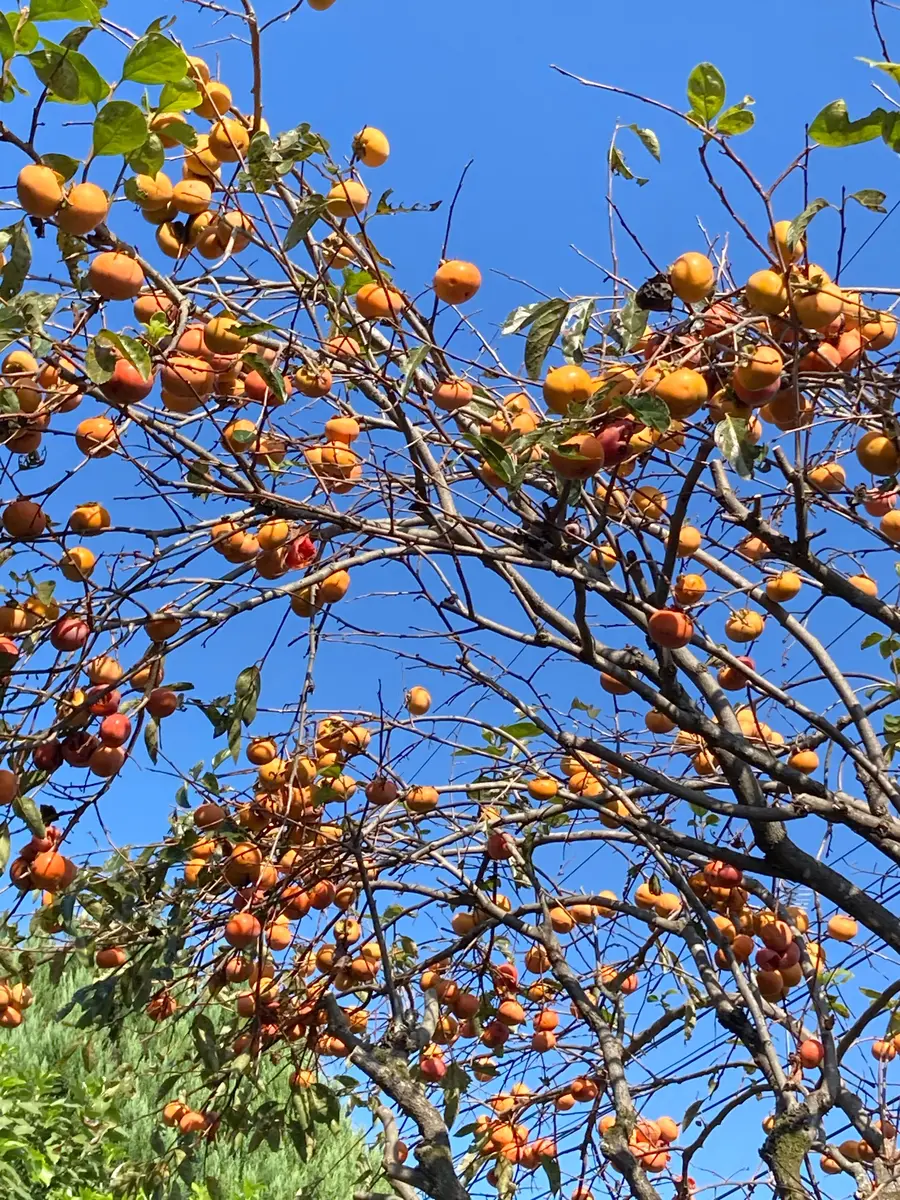 池上壮豊 柿の木を描いた素晴らしい豊かな実が沢山の素敵な作品 【公式