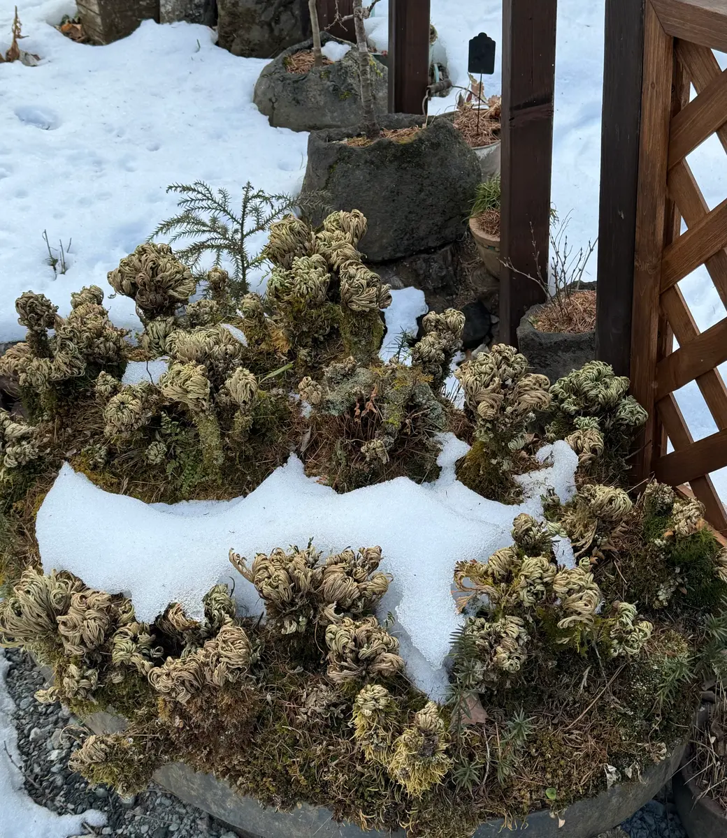 格安販売中 岩松楕円形の寄植えは、幅が1mくらい有「森の中の庭にて ガーデニング