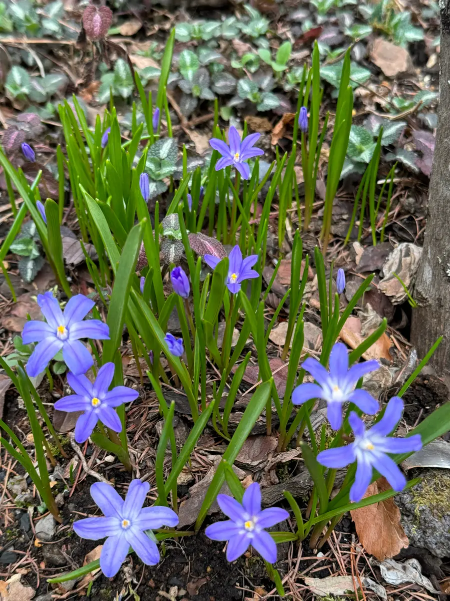 チオノドクサ庭のあっちからこっちから「森の中の庭にて 20241月