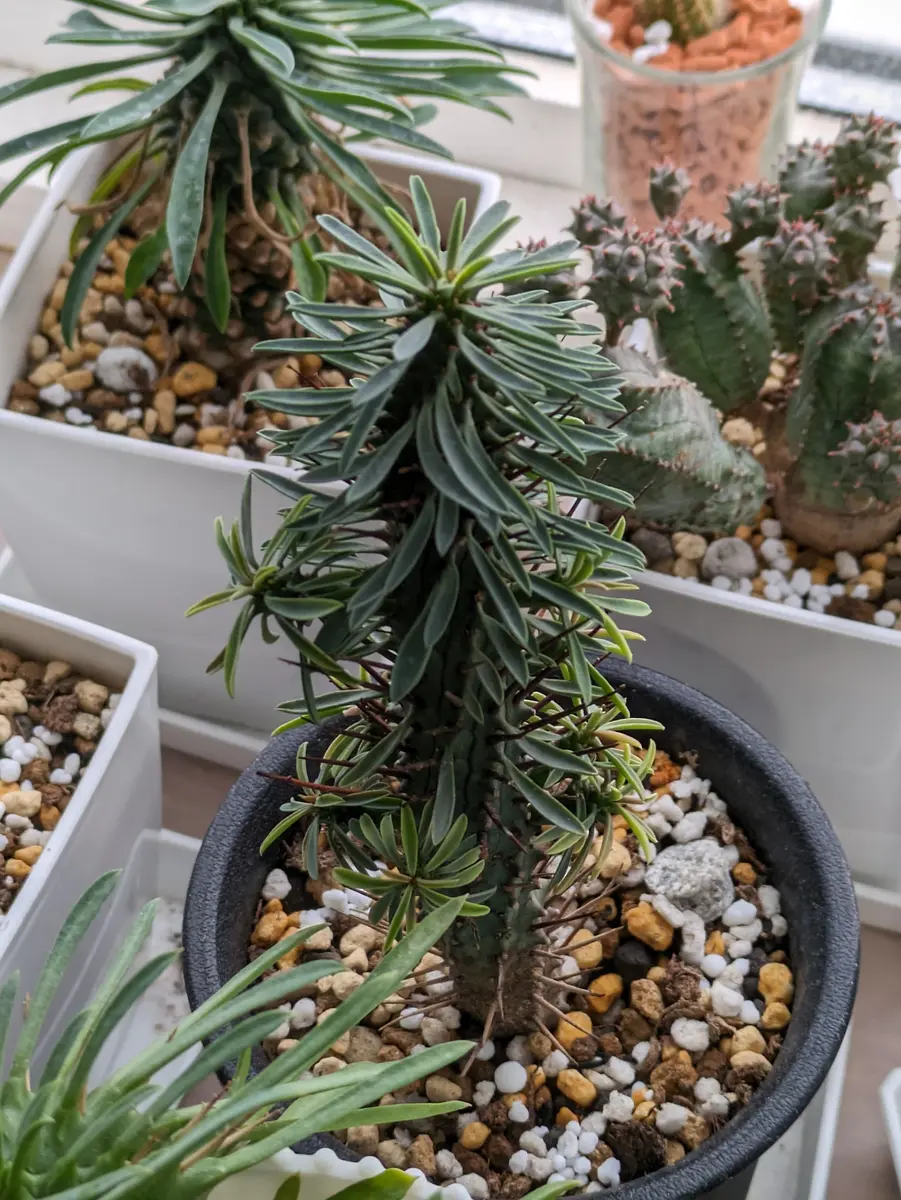 紅彩ロリカ、上向きの長めの棘、細長い「紅彩閣 ユーフォルビア」の