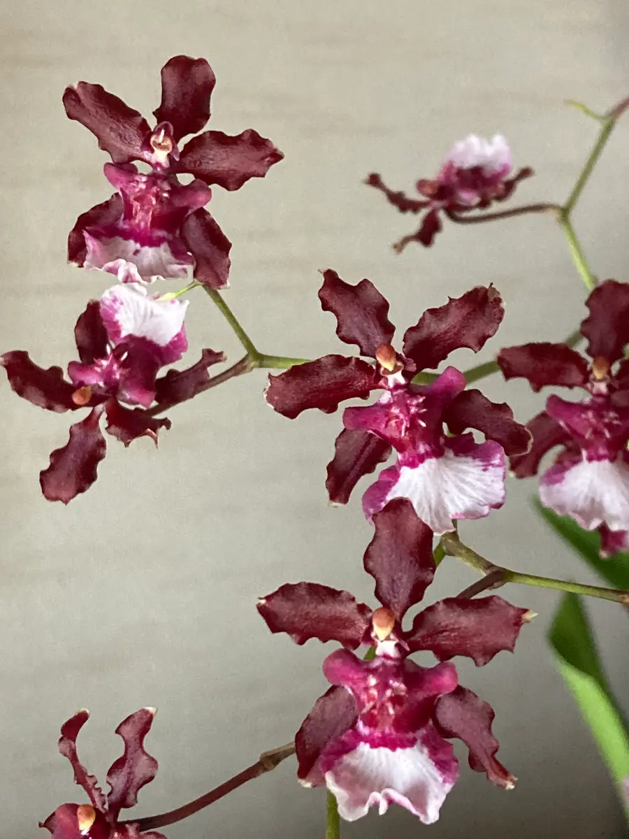 未開封　美品　オンジウムの料理本　根と翼　Onjium's Cookbook 未開封 美品 オンジウムの料理本 根と翼 Onjium's Cookbook 未