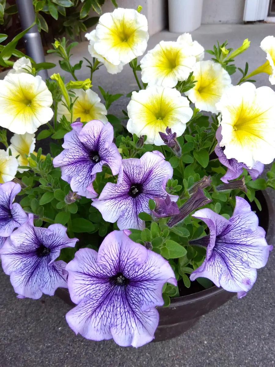 油絵 専用 ペチュニアが咲く寄せ植え 大キャンバス