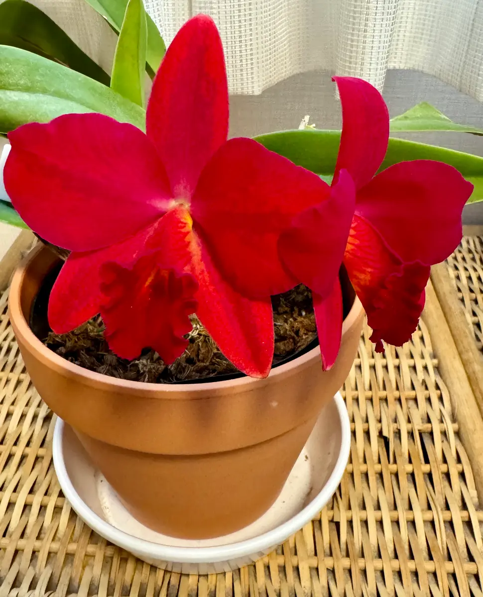 赤いカトレアです。年に2回咲きます。「蘭が咲きました（5）2024