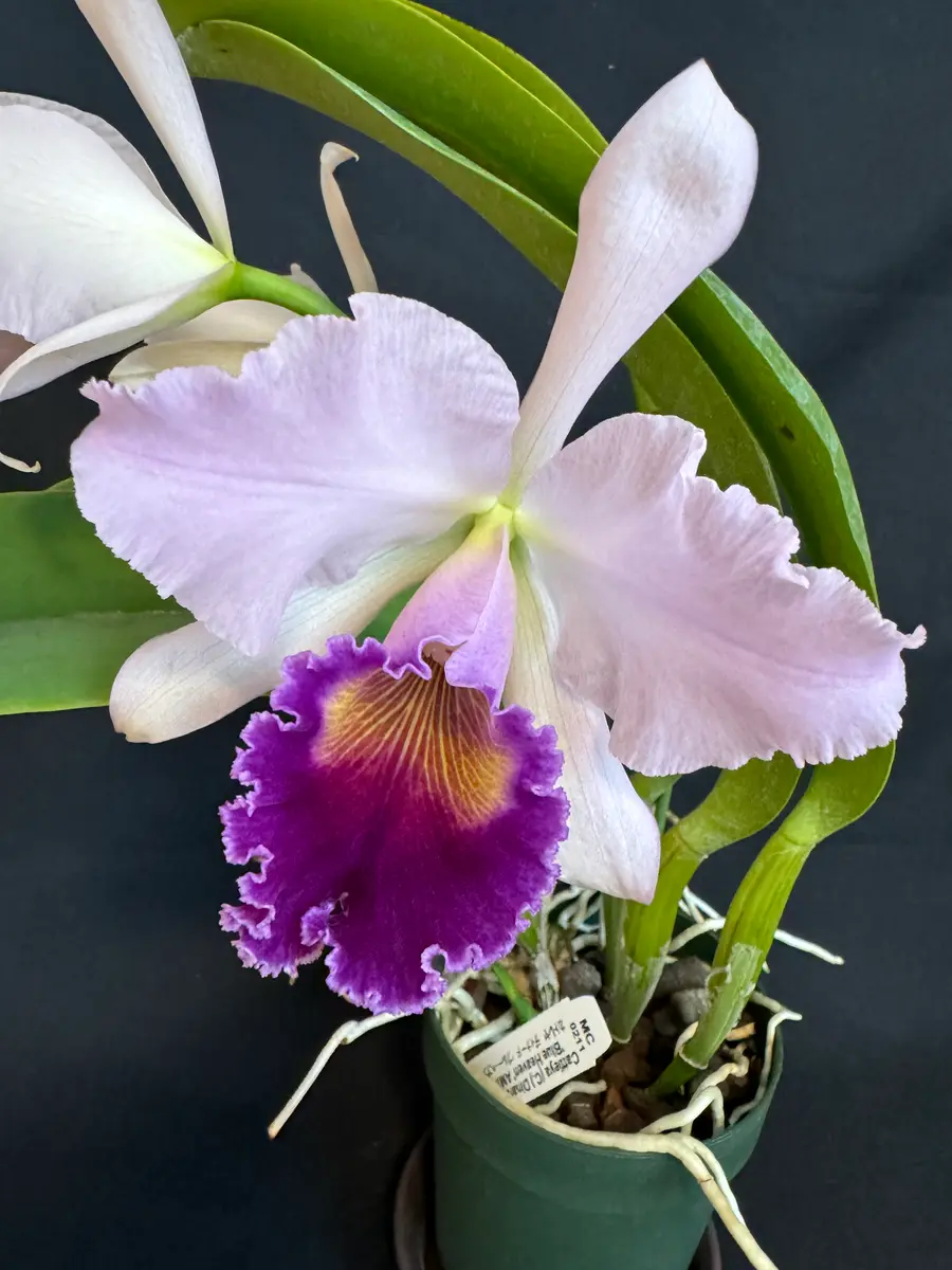 紫色のカトレア、C.Dinard'BlueHeaven'「蘭が咲きました（5）2024
