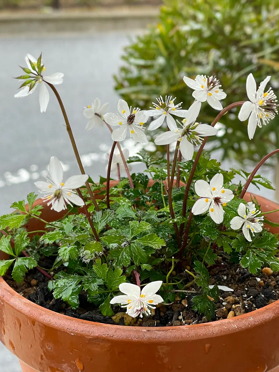 バイカオウレン 2024.2.19昨秋〇キイ「2024年私の庭」のアルバム