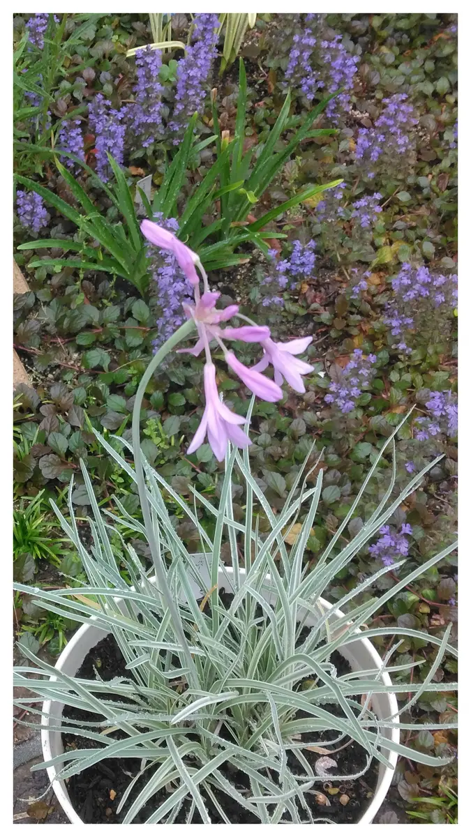 シルバーレース(ツルバキア) シルバー「庭の植物」のアルバム