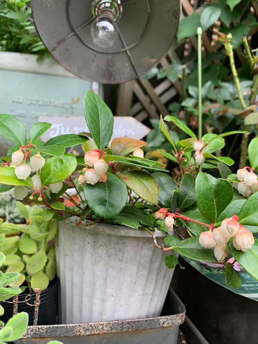 チェッカーベリーのお花が可愛い「2024お気に入り」のアルバム