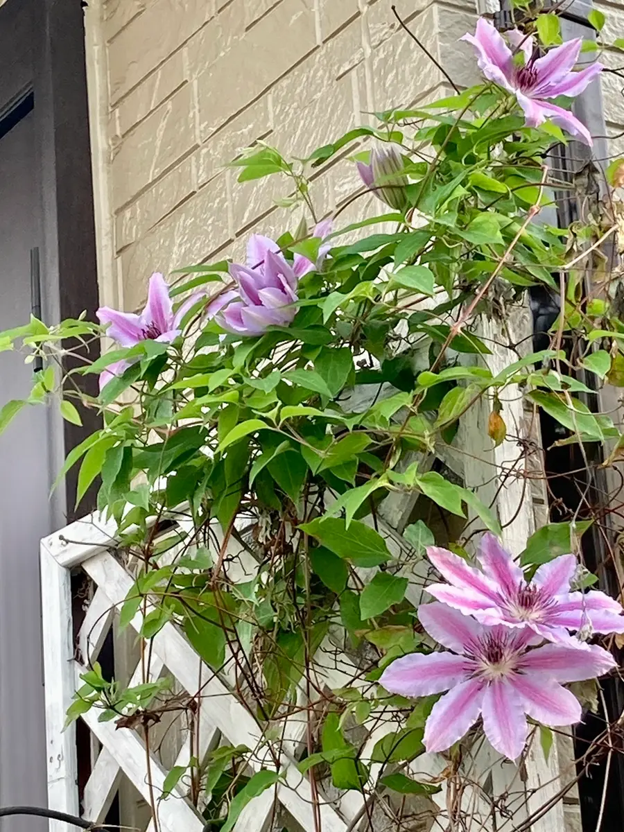 ジョンポール22年生クレマチス