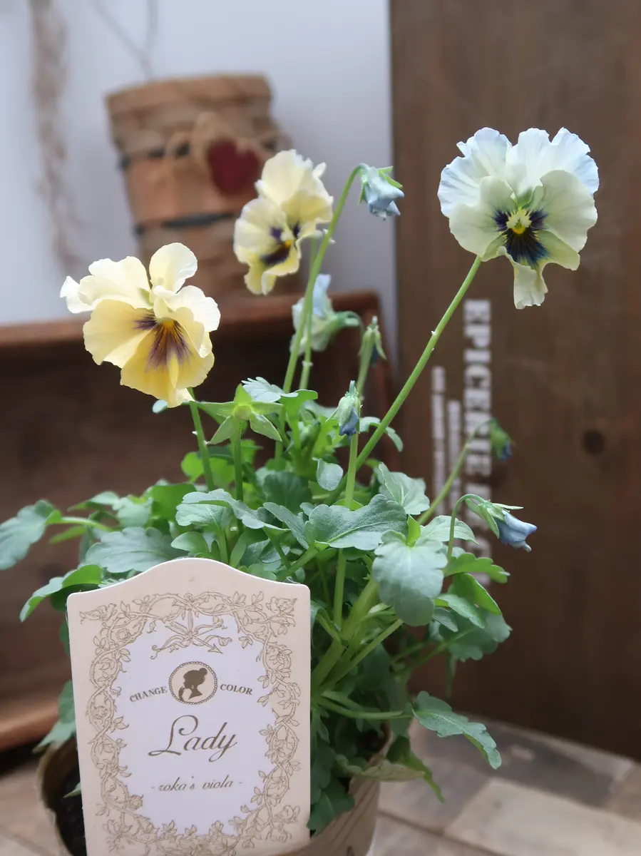 ビオラ レディ1番目の入荷分のレディ「2024年の花」のアルバム