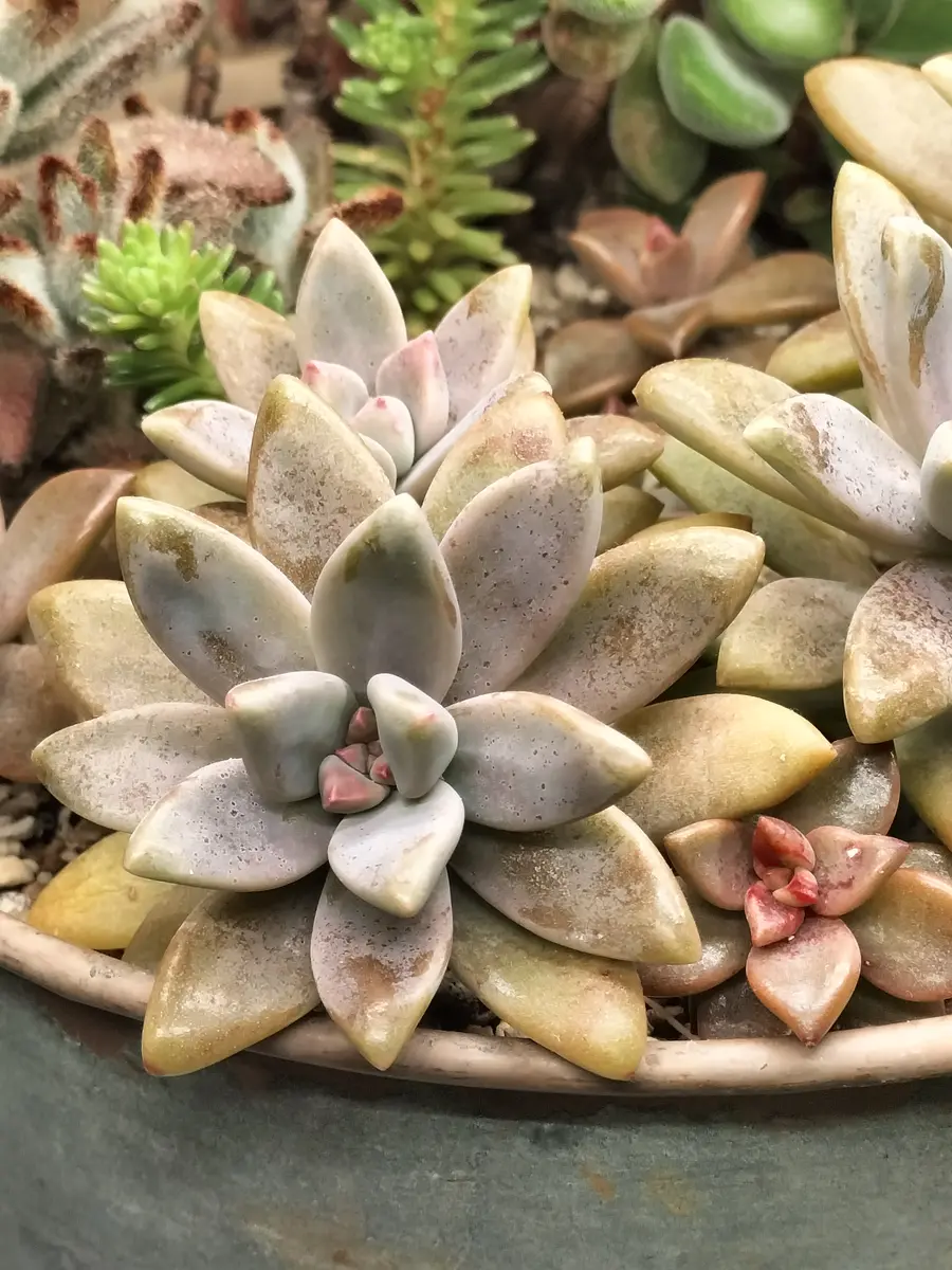 多肉植物、ぷりぷりブロンズ姫、抜き苗10＋葉挿し10枚(芽が出たもの