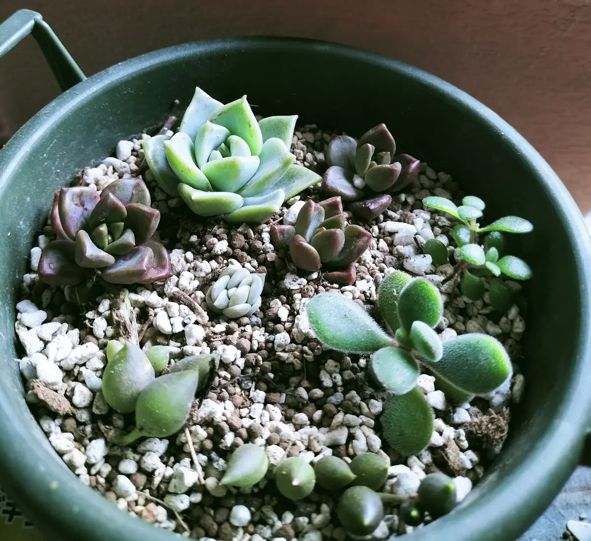 寄せ植え薄氷は、挿し木と葉挿しが参「多肉・観葉植物 2024」の