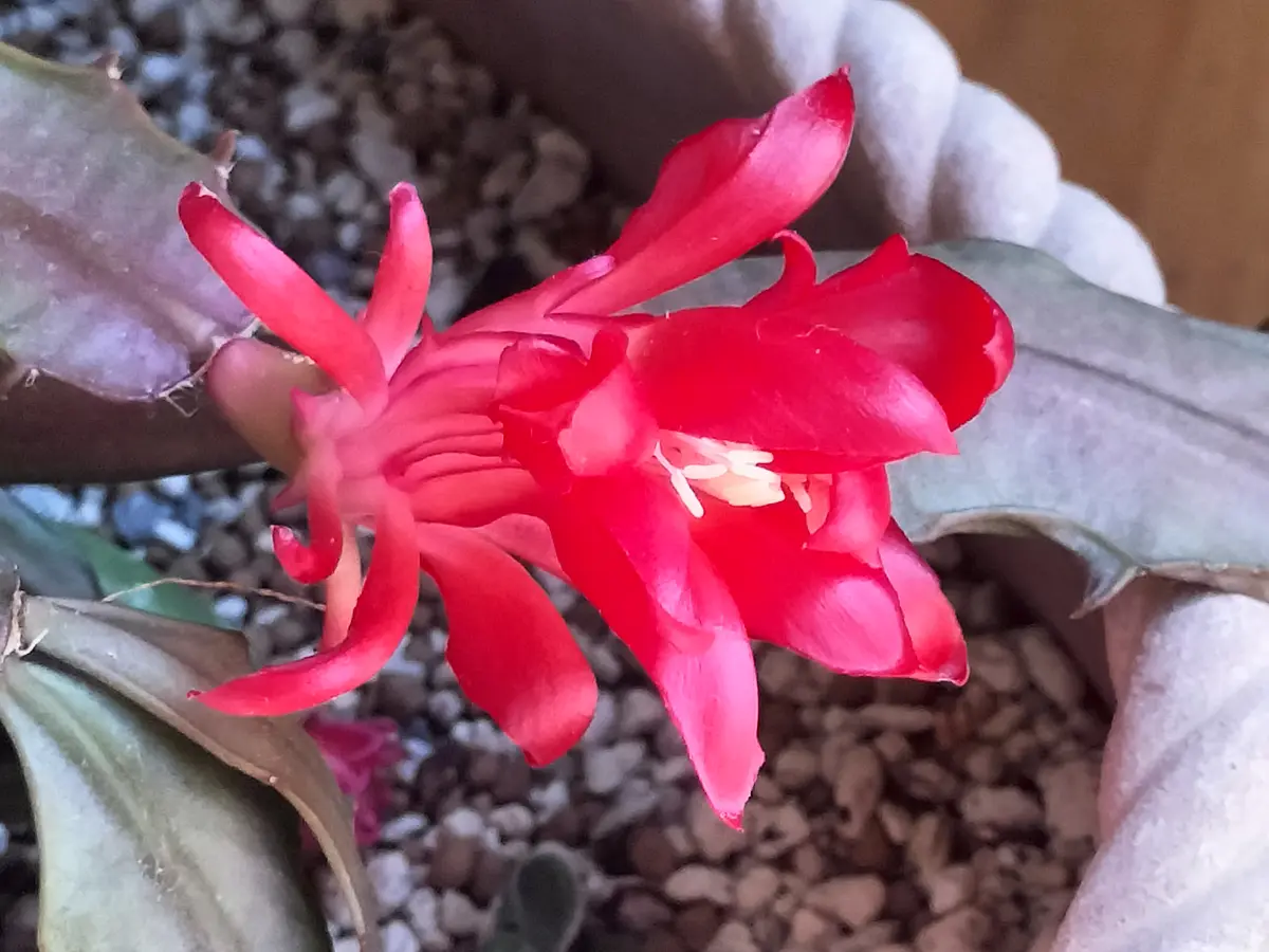 デンマークカクタス（コンペイトウ)お「多肉・観葉植物 2024