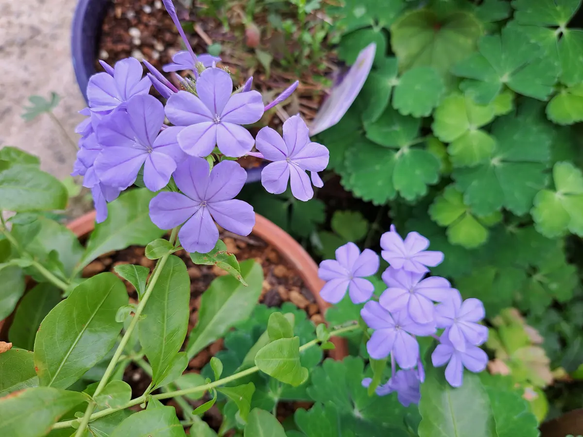 ルリマツリ（プルンバゴ）の写真-みんなの趣味の園芸2281517