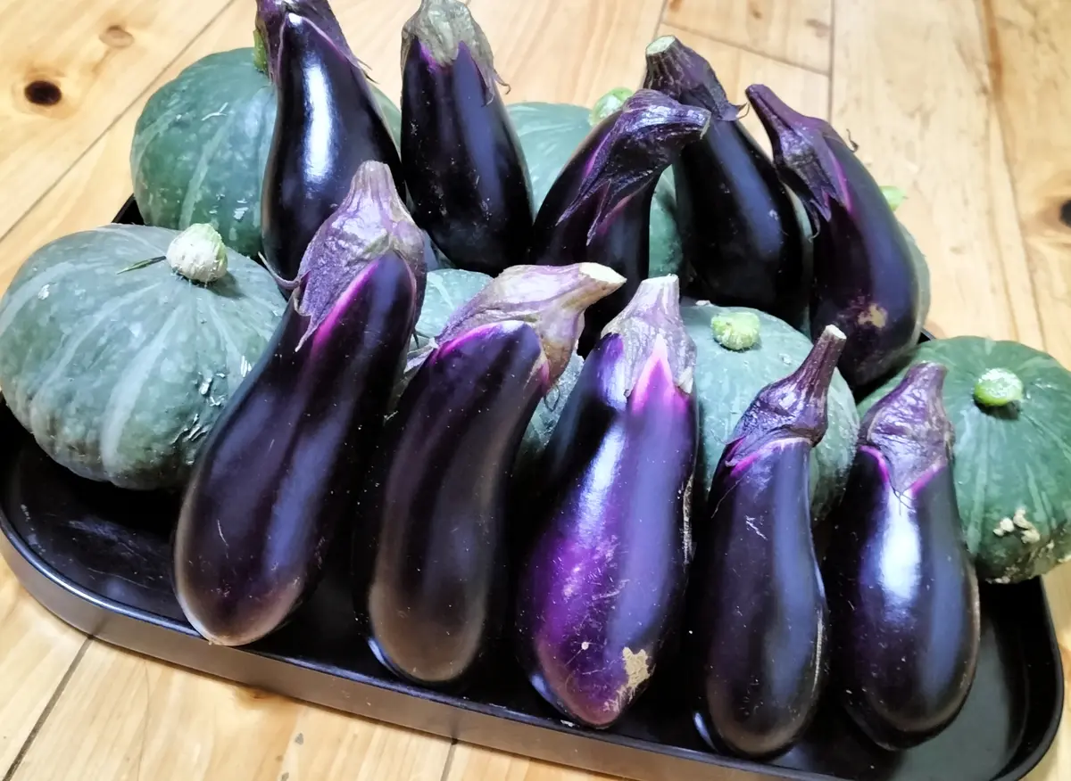 今日の収穫 9月5日なす🍆とミ「我が家の畑 2024」のアルバム