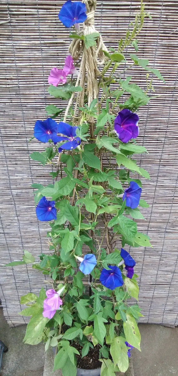 img_cache_a_66100_2_1725329237