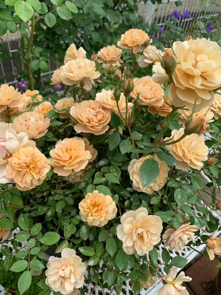 ナナ様　確認用　ミニバラ　モカ ナナ様 確認用 ミニバラ モカ ミニバラ「モカ」 | STYLE